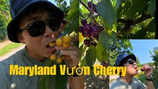 Maryland Baughers Orchard  Cherry Picking [upl. by Lorrimor]