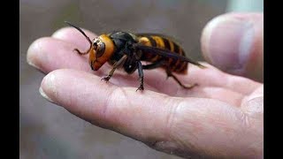 Japanese giant Hornets fighting [upl. by Anivek83]