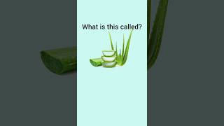 Can you name these Common Indian Herbs dailyenglish english visualvocabulary learnenglish [upl. by Olga]