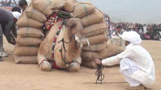 Camel weightlifting in 2014 [upl. by Adnoek]