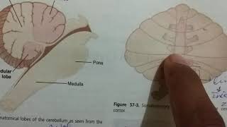 Cerebellum motor function AfferentEfferent pathways Guyton 57 [upl. by Dleifniw]