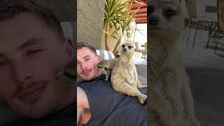 Meerkat bodyguards 😂 animals animallover wildlife cuteanimals [upl. by Ronica]