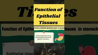 function of epithelial tissues in stomach shorts [upl. by Spohr]