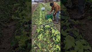 Running cows and rapidly harvesting salad to be ready for snow tonight [upl. by Thurstan45]