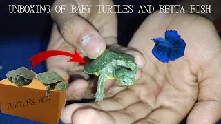 Finally Turtles are here unboxing of Redeared slider baby turtles [upl. by Omissam805]