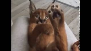 Caracal Has Feets [upl. by Cammie]