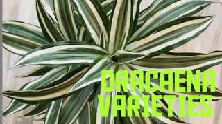 Dracaena varieties and care tips [upl. by Eixid848]