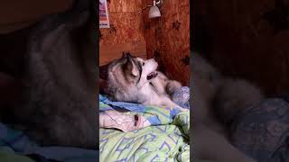 Mama Sojou Wins Prime Bed Position malamutelovers alaskanmalamutes sleddogs [upl. by Landing638]