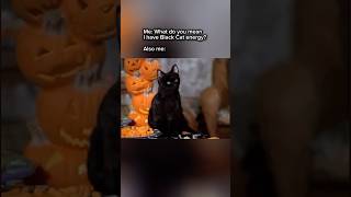 Black Cat Energy blackcatenergy blackcat halloween halloweenmemes relatablememes [upl. by Ennaimaj]