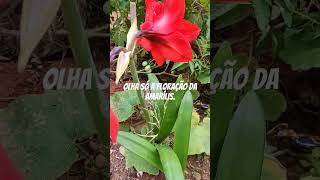 Amarílis floração motivacional viralvideo amarilis flores foryou lardagiis [upl. by Rooker]