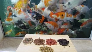 Koi Food Pellets  What Pellets I Feed My Koi [upl. by Anirroc]