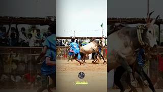 அழகன்😍💥 jallikattu jallikattukalai shortvideo viralvideo manjuvirattu trending shorts short [upl. by Akkahs828]