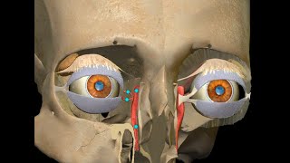 NASOLACRIMAL APPARATUS 3D ANATOMY  VALVES OF NLD SYSTEM  LACRIMAL GLAND [upl. by Werby]