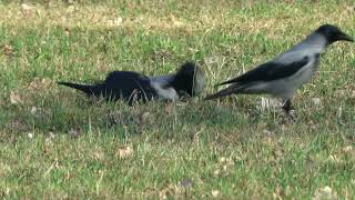 Hooded crows Wrony siwe Corvus corone 202402 [upl. by Dent584]