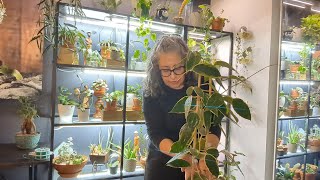 PLANT CHORES and review of AISKOVEN grow light plants leca growlight hydroponics [upl. by Atalya]