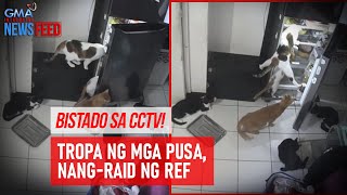 Bistado sa CCTV Tropa ng mga pusa nangraid ng ref  GMA Integrated Newsfeed [upl. by Adidnere]