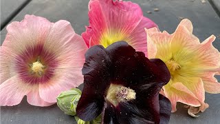 How to Collect Hollyhock Seeds FallSpring Planting [upl. by Neelhtac]