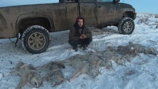 On the Trapline Ep2  Best Check so Far 7 Coyotes [upl. by Eifos]