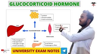 Glucocorticoids  Cortisol  Adrenal Hormone  Endocrine Physiology [upl. by Acinor252]