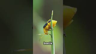 Unbelievable Lives of Insects Secrets You Never Knew shorts earthfacts facts [upl. by Mike]