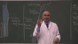 COURS ANATOMIE 18 Muscles reg iliaque  fessière [upl. by Edana543]