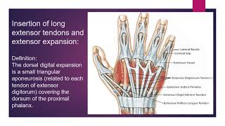 Dorsum of hand part 1 [upl. by Assirrem98]