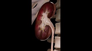 How the Urinary System Functions  Complete Anatomy [upl. by Milinda]