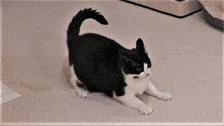 Cat Zoomies [upl. by Niwrud]