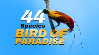 A Wonderful BIRD OF PARADISE [upl. by Car]