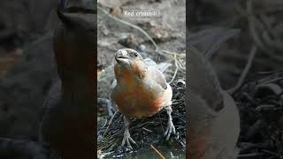 red crossbill  bec croisé birdphotography birdwatching wildlife aurora [upl. by Themis]