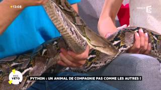 Python  un animal de compagnie pas comme les autres [upl. by Anila]