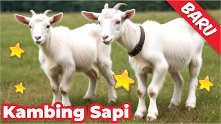 KAMBING LUCU NGAKAK  KAMBING LUCU NGOMONG  SAPI LUCU LARI LARI  SAPI LUCU LAGI [upl. by Peedus]