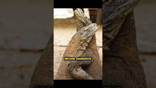 Komodo Dragon Fight komodo animals wildlife [upl. by Essenaj588]