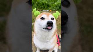 Top 10 Goobie Woobies shibe edition [upl. by Notsuoh]