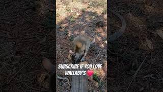 Do You Like Kangaroos and Wallabies  like subscribe animals nature [upl. by Banebrudge]