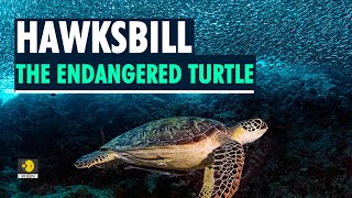 Hawksbill turtles no of nests tripled this year on Thai islandwhy are they critically endangered [upl. by Aube711]