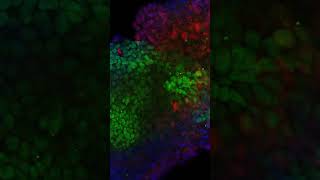 Placental Development Mouse Embryo Immunofluorescence Staining [upl. by Aniluj668]