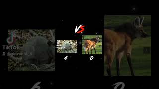 NineBanded Armadillo vs Maned Wolf [upl. by Runstadler176]