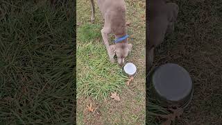 Johnny b jamn Go Johnny godog johnny doglovercommunity weimaraner [upl. by Cedar102]