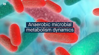 Deterministic factors control anaerobic microbial metabolism [upl. by Wini]