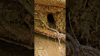 Baby Kingfisher Nest [upl. by Landel]