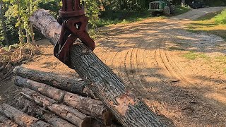 Log Yard Buck Sawing [upl. by Aydiv523]