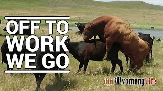 Putting Bulls In With The Cows on the Ranch [upl. by Barbarese]