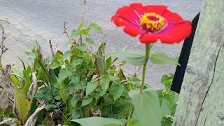 Its Fall Yall Lets Talk About the Zinnias organicgardener zinnias [upl. by Anayia]