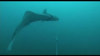 GoPro Halibut Fishing [upl. by Hootman539]