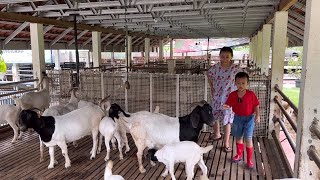 Jalan  jalan di Kandang Domba dan Kambing Lucu [upl. by Romanas]