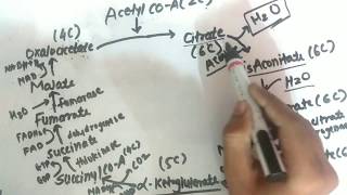 TCA Cycle  Krebs Cycle  Biochemistry  Explanation  PharmaWarrior [upl. by Weldon]