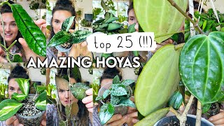 Top 25 MindBlowing HOYAS 🌱 Best Amazing Hoya Plants RARE  COMMON [upl. by Eldon]