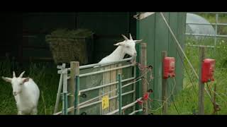 Clarksons Farm  Goats VS Electric Fence [upl. by Maibach]