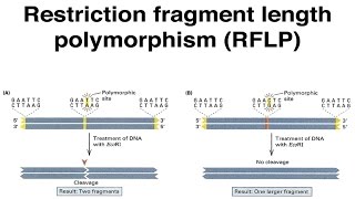 Restriction Fragment Length Polymorphisms [upl. by Attinahs]